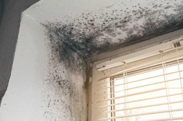 Affordable Mold Removal solutions in Mears, VA